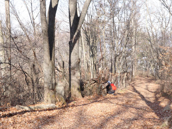 道には落ち葉が沢山：斎場山