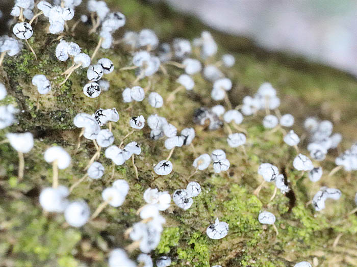 ホコリさんか他の菌類か不明：斎場山