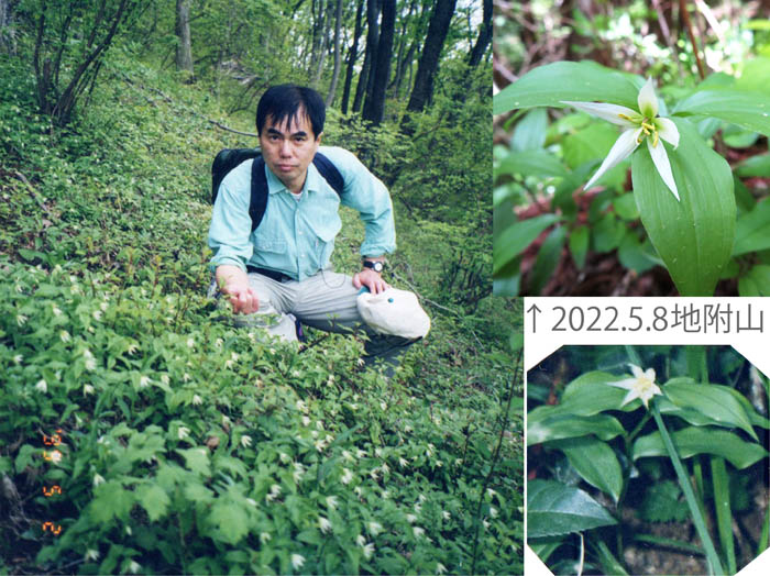 photo：どこまでも続くチゴユリの花：仏果山
