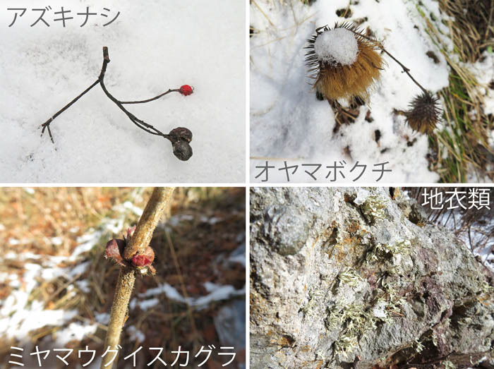 photo：アズキナシ,オヤマボクチ,ミヤマウグイスカグラ：大峰山・地附山