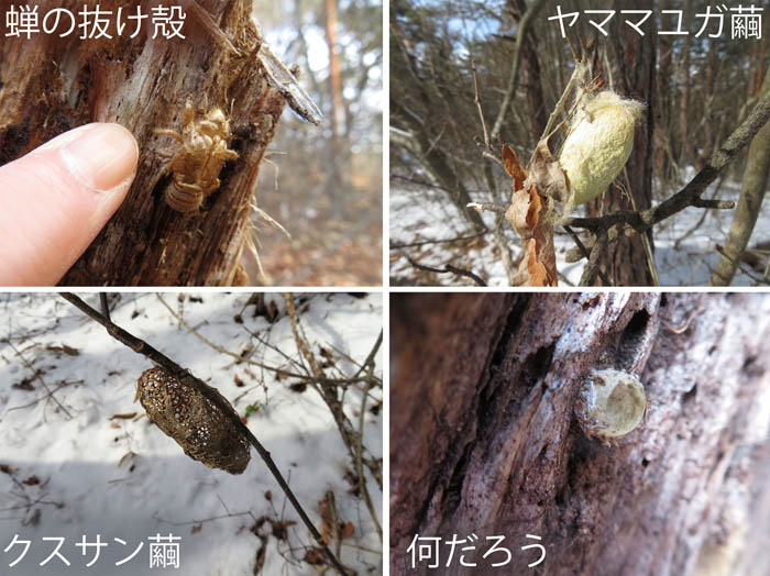 photo：セミの抜け殻,ヤママユガ繭,クスサン繭,不明な跡：大峰山・地附山