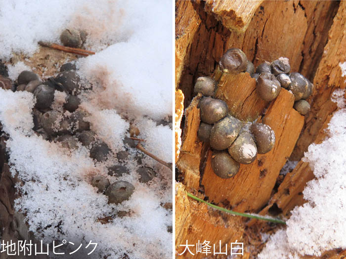 photo：マメホコリの胞子：大峰山・地附山