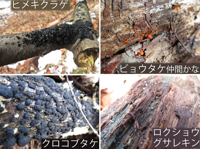 photo：ヒメキクラゲ,ビョウタケ,クロコブタケ,ロクショウグサレキン：大峰山・地附山