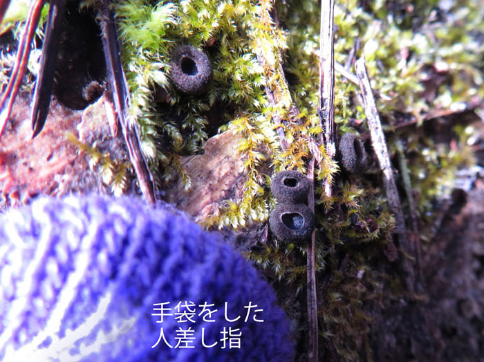 photo：小さなキノコ：大峰山・地附山