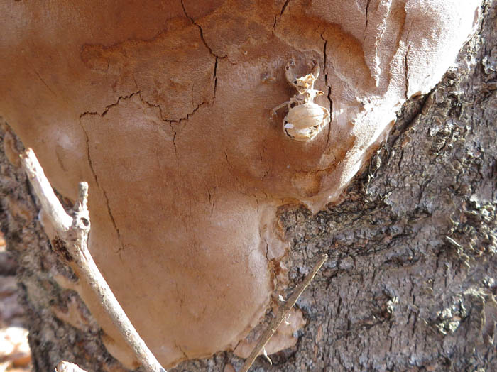 photo：コウヤクタケにくっついた虫？：妻女山
