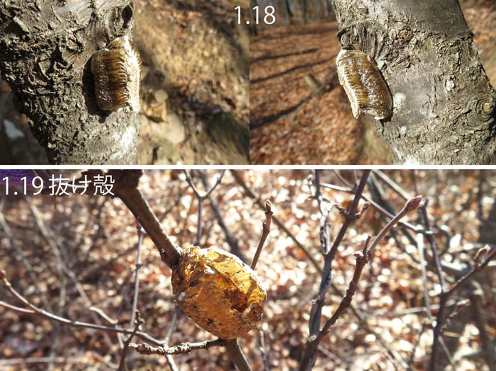photo：虫の繭だろうか：妻女山