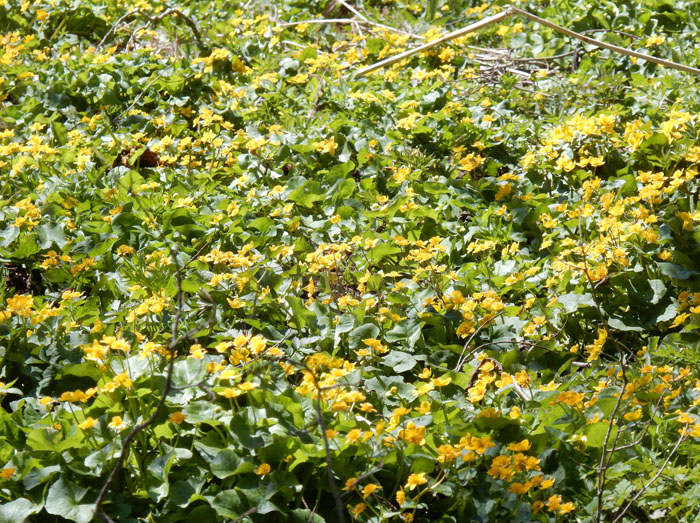 photo・リュウキンカ・牟礼二輪草群生地