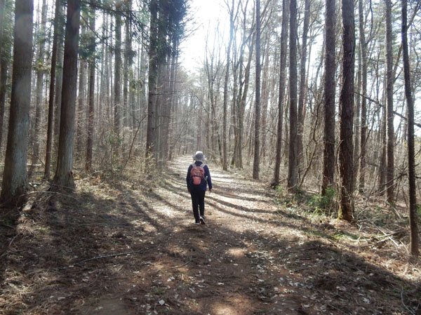 photo 林の中の気持ち良い道