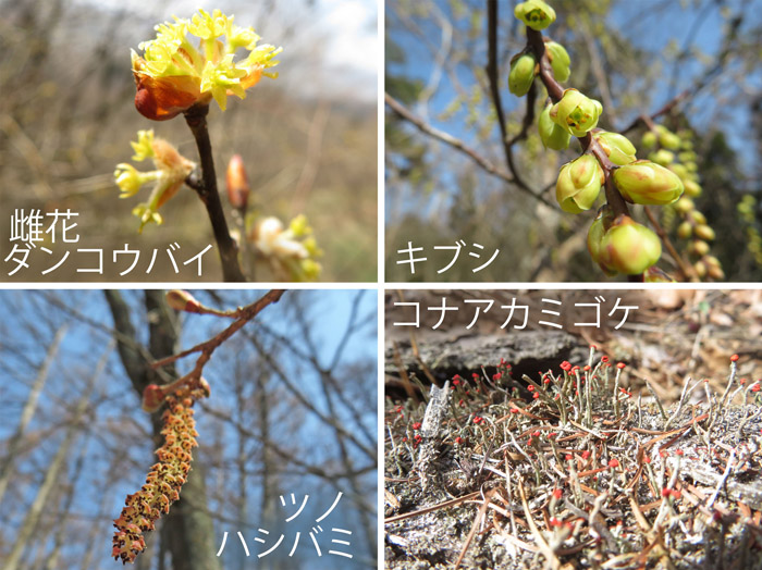 photo ダンコウバイ,キブシ