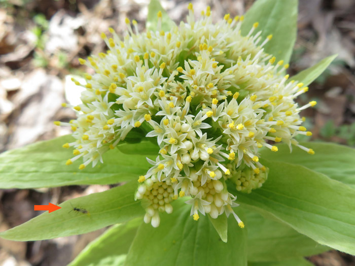 photo フキの雄花、虫が花粉をつけている