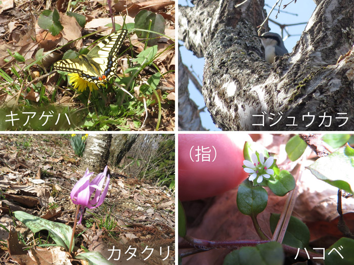 photo 山頂の出会い,キアゲハ,コジュウカラ,カタクリ,ハコベ