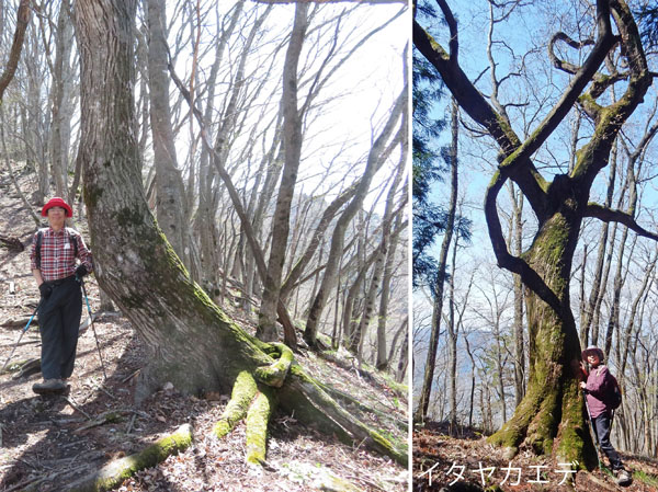 photo ほっとする大きな木・奇妙山登山道
