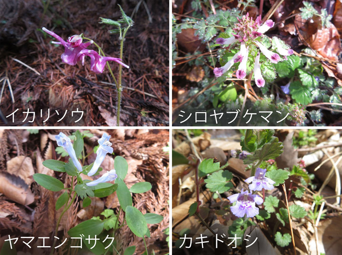 photo 道端に咲く花々,イカリソウ,シロヤブケマン,ヤマエンゴサク,カキドウシ・奇妙山