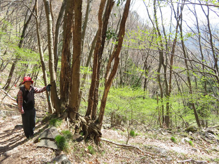 photo 新緑が眩しい奇妙山登山道