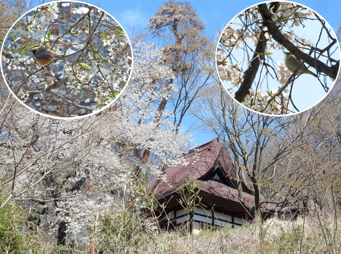 photo 伊勢社でヤマガラ（左）メジロ（右）