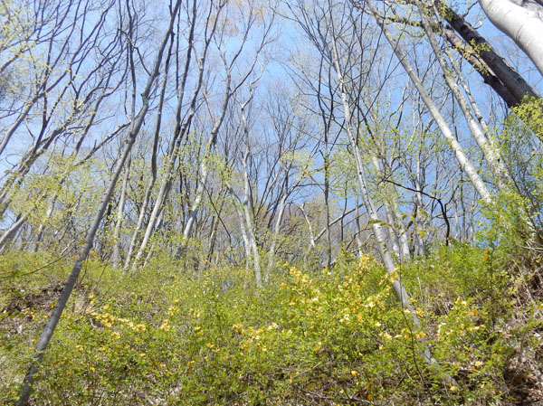 photo ヤマブキが満開・頼朝山