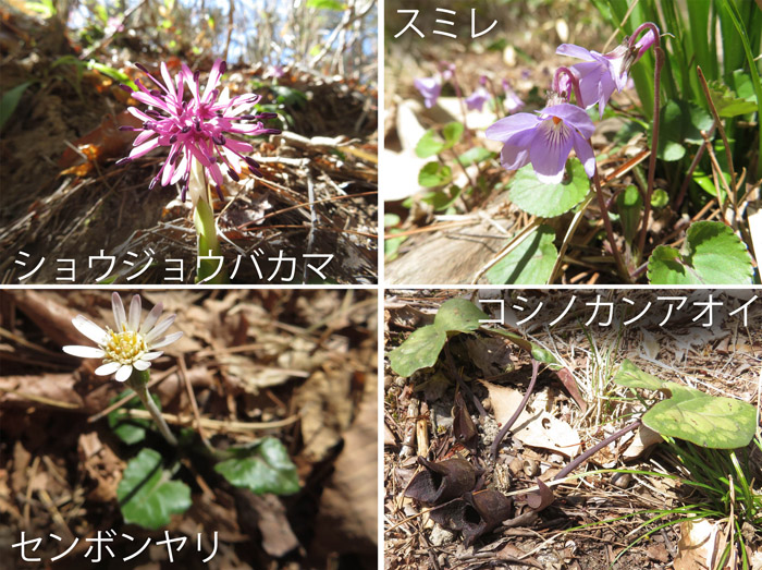 photo 足元に,センボンヤリ,ショウジョウバカマ,スミレ,コシノカンアオイ・大峰山