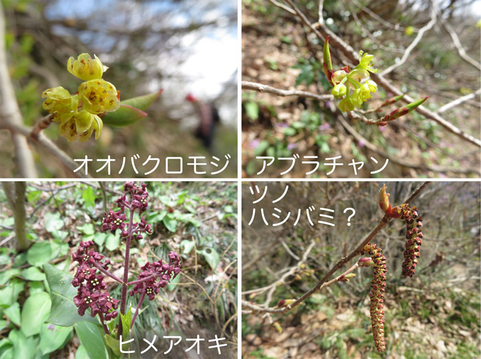 photo 木に咲く花たち,オオバクロモジ,アブラチャン,ヒメアオキ,ツノハシバミ？・六万騎山
