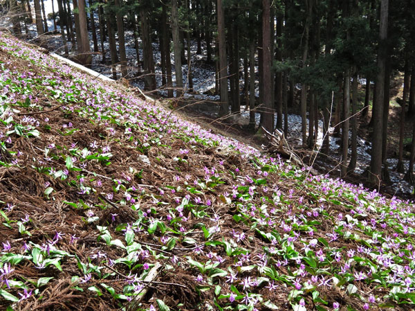 photo 斜面一面に咲くカタクリ・六万騎山