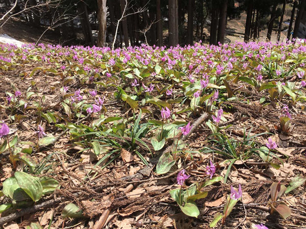 photo カタクリの群落・六万騎山