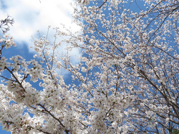 photo ソメイヨシノ・地附山公園
