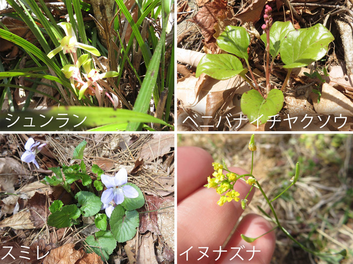 photo 足元に・地附山,シュンラン,スミレ,ベニバナイチヤクソウ,イヌナズナ