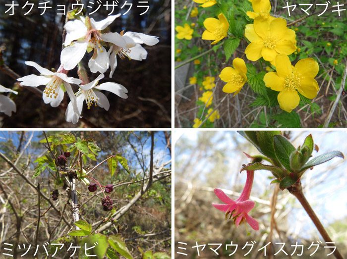 photo 森を彩る花,オクチョウジザクラ,ヤマブキ,ミツバアケビ,ミヤマウグイスカグラ・地附山