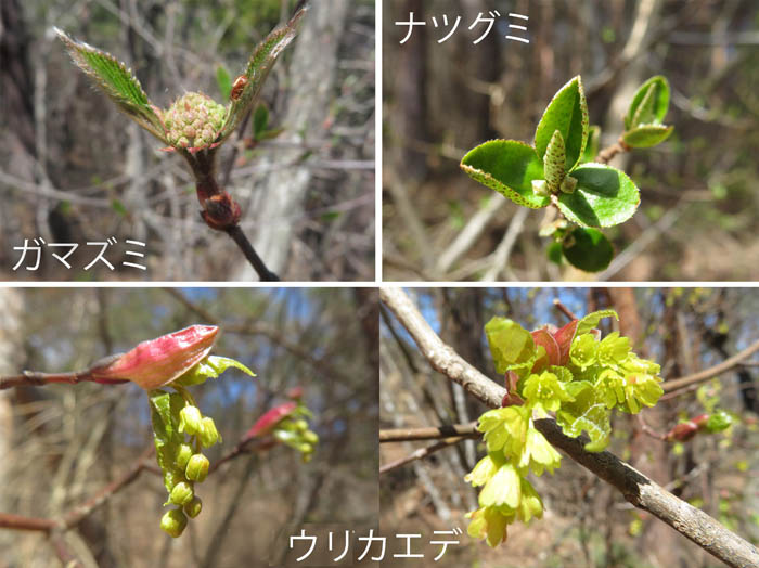 photo 木の花もふくらみ始めた,ガマズミ,ナツグミ,ウリカエデ・地附山