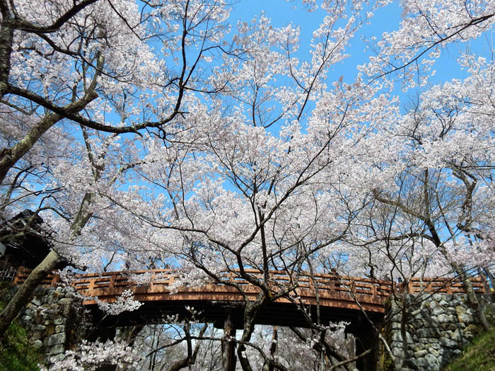 photo・桜雲橋・高遠城址公園