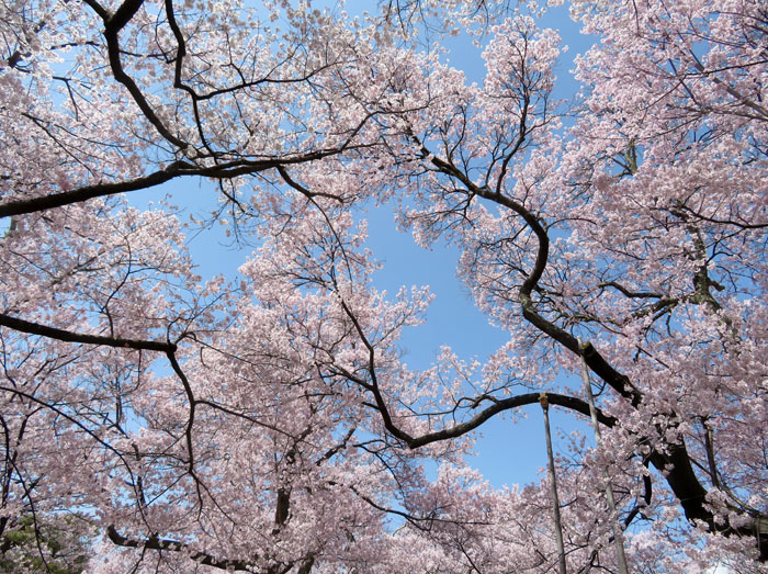 photo 空を彩る・高遠城址公園