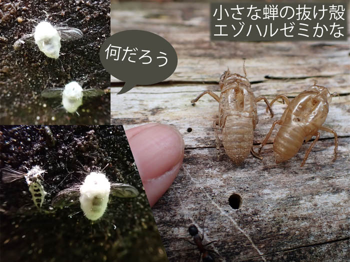 photo10抜け殻,カビが着いた虫？ 
