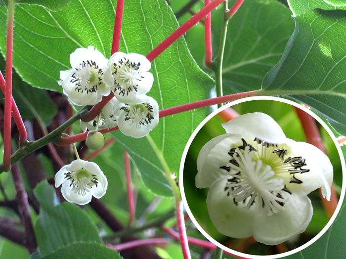 photo11サルナシ雌花