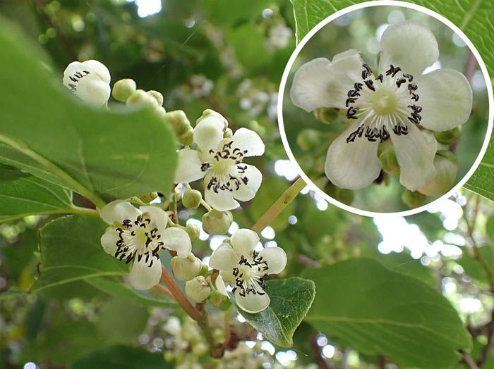 photo12サルナシ雄花 