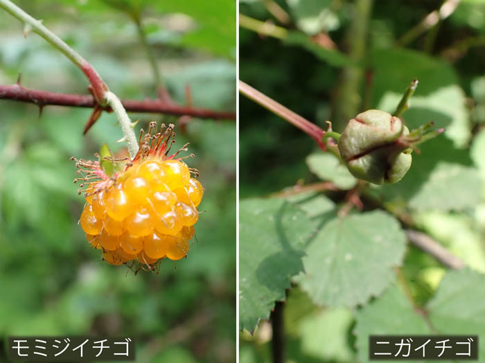 photo4モミジイチゴ,ニガイチゴ 