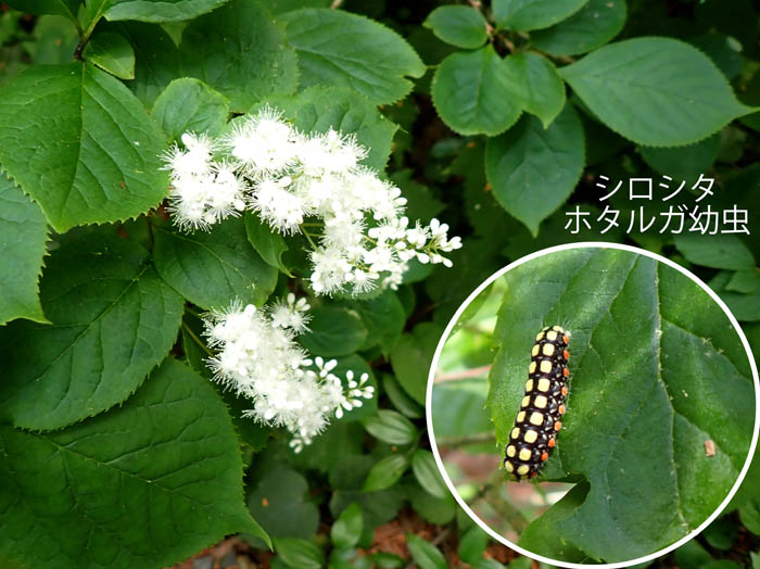 photo5タンナサワフタギの花とシロシタホタルガ幼虫
