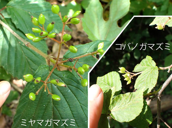photo6ミヤマガマズミとコバノガマズミの実