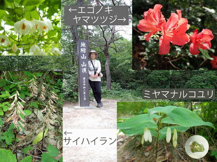 photo7エゴノキ,ヤマツツジ,サイハイラン,ミヤマナルコユリ