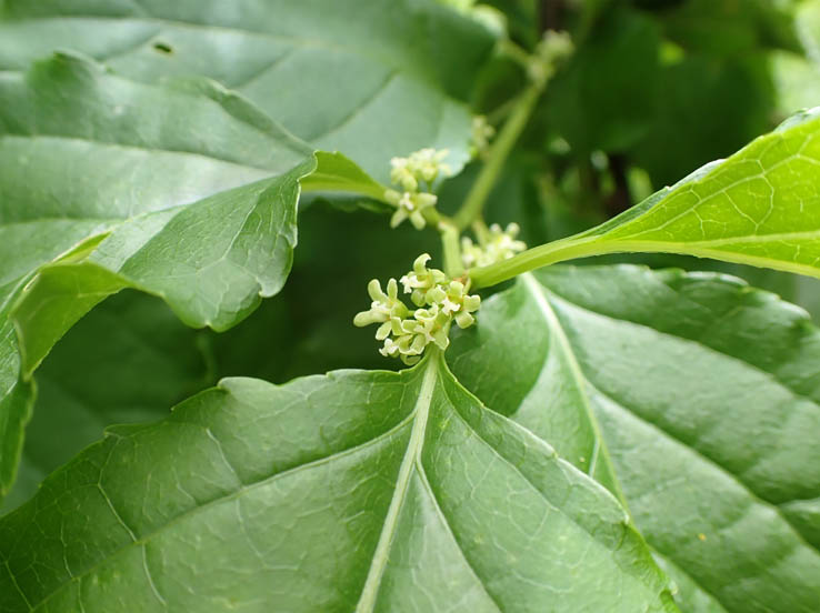 photo11ツルウメモドキ雌花