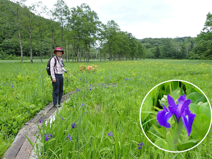photo15カキツバタ咲く湿原