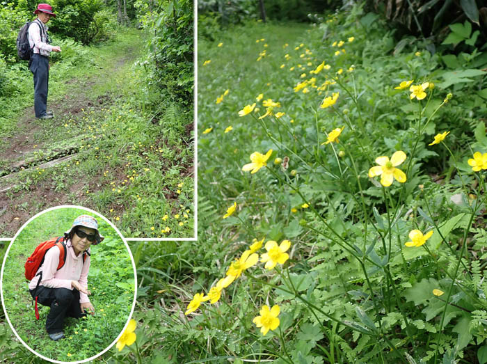 photo4キンポウゲが光る