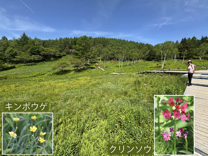 photo17一面のキンポウゲに見とれて