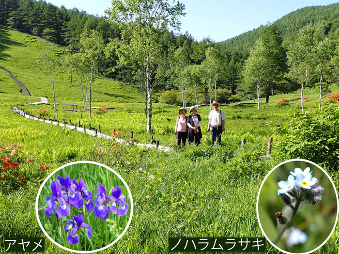photo5朝の静かな入笠湿原