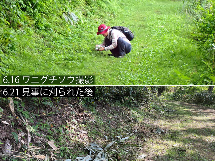 photo1ワニグチソウ全滅