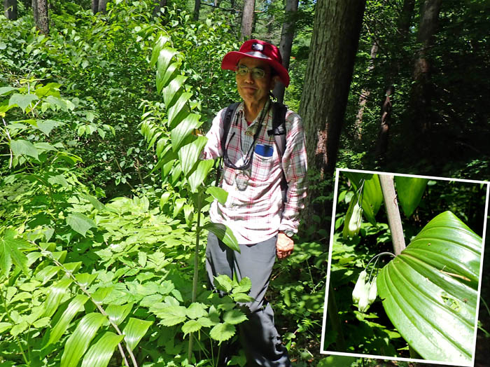 photo13さすがに大きいオオナルコユリ