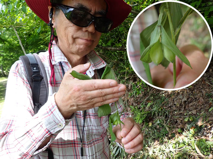 photo2倒れたワニグチソウ発見