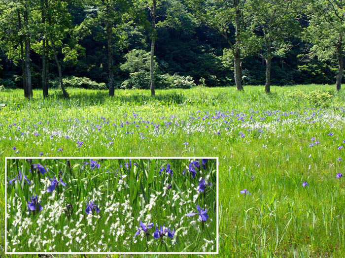 photo7カキツバタ(紫)とサギスゲ(白)