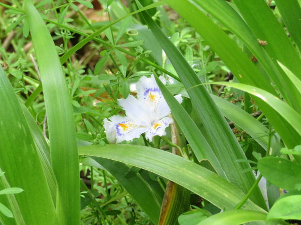 photo・咲きだしたシャガ　地附山麓