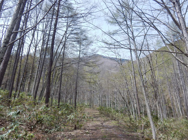 photo・霊仙寺山
