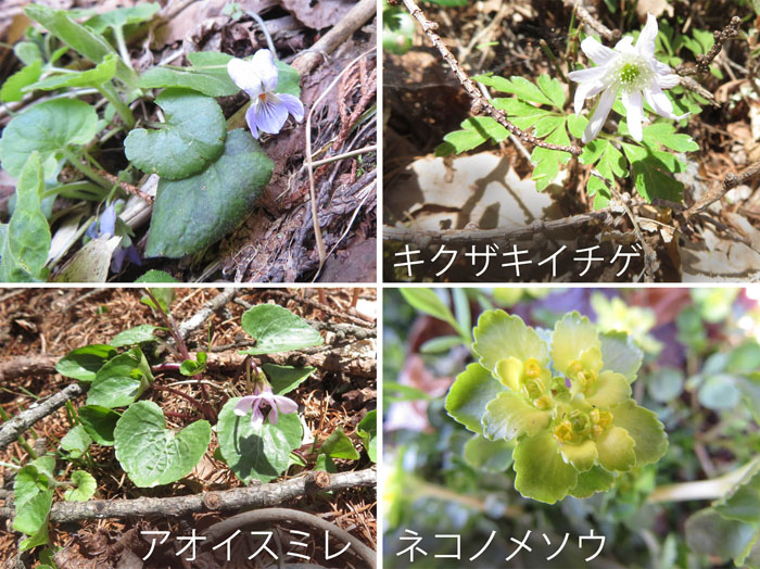 photo 小さな花たち・アオイスミレ,ネコノメソウ,キクザキイチゲ：居谷里湿原