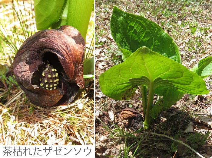 photo 茶がれたザゼンソウ,ちぢれてしまった仏炎苞,居谷里湿原
